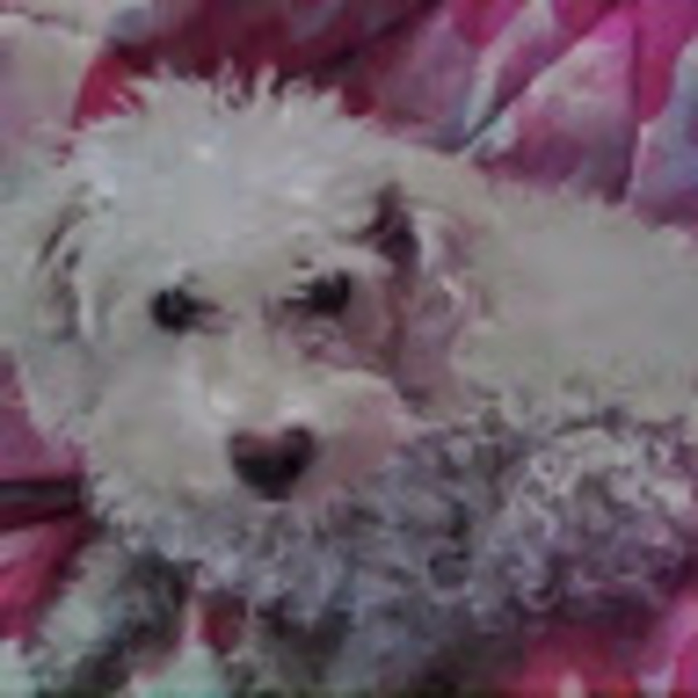 Meet your Posher, Adrienne